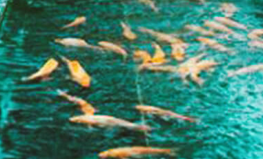 景觀園林設(shè)計?幾種常見的構(gòu)思方法